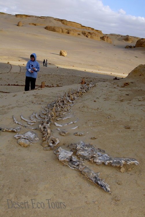 טיולים לקהיר: עמק הליוויתנים
וואדי אל חיטאן